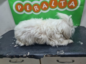 Foto de Peralta Pet Shop em Lençóis Paulista, SP por Solutudo