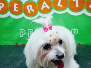 Foto de Peralta Pet Shop em Lençóis Paulista, SP por Solutudo