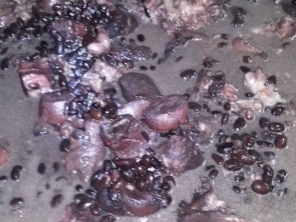 Toda quarta feira é servido uma deliciosa feijoada !!