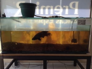 Foto de Big Araponga Pet Shop em Jaú, SP por Solutudo
