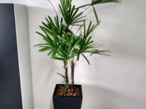 Foto de Cheiro de Terra Jardinagem em Lençóis Paulista, SP por Solutudo