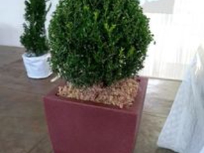 Foto de Cheiro de Terra Jardinagem em Lençóis Paulista, SP por Solutudo