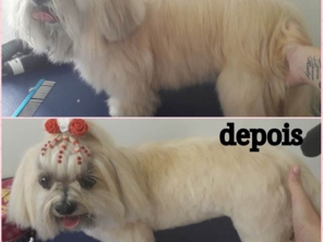 Foto de Jaú Pet Care em Jaú, SP por Solutudo