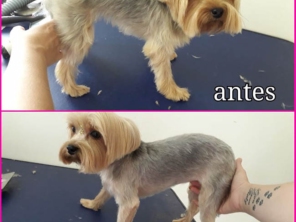 Foto de Jaú Pet Care em Jaú, SP por Solutudo