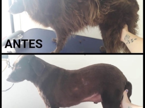 Foto de Jaú Pet Care em Jaú, SP por Solutudo