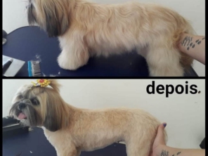 Foto de Jaú Pet Care em Jaú, SP por Solutudo