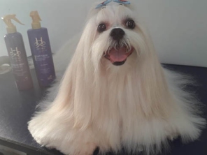 Foto de Jaú Pet Care em Jaú, SP por Solutudo