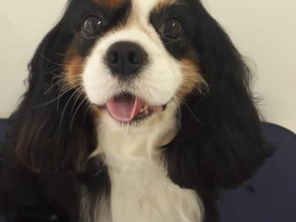 Foto de Jaú Pet Care em Jaú, SP por Solutudo