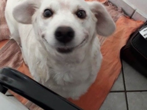 Foto de Jaú Pet Care em Jaú, SP por Solutudo