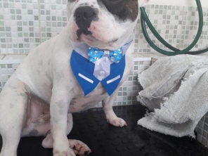 Foto de Jaú Pet Care em Jaú, SP por Solutudo
