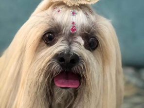 Foto de Jaú Pet Care em Jaú, SP por Solutudo