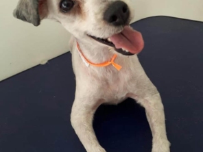 Foto de Jaú Pet Care em Jaú, SP por Solutudo