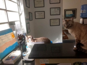 Foto de Jaú Pet Care em Jaú, SP por Solutudo