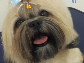 Foto de Jaú Pet Care em Jaú, SP por Solutudo