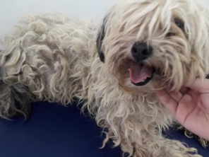 Foto de Jaú Pet Care em Jaú, SP por Solutudo