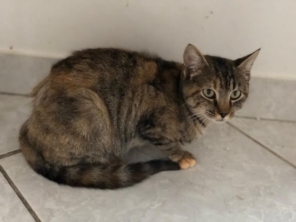 Foto de Jaú Pet Care em Jaú, SP por Solutudo