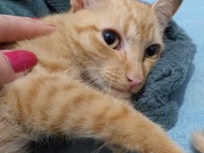 Foto de Jaú Pet Care em Jaú, SP por Solutudo