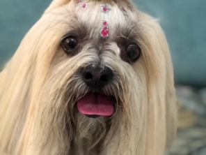 Foto de Jaú Pet Care em Jaú, SP por Solutudo