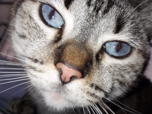 Foto de Jaú Pet Care em Jaú, SP por Solutudo