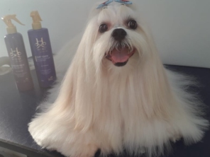 Foto de Jaú Pet Care em Jaú, SP por Solutudo