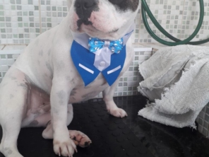 Foto de Jaú Pet Care em Jaú, SP por Solutudo