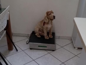 Foto de Jaú Pet Care em Jaú, SP por Solutudo