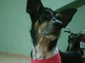 Foto de Jaú Pet Care em Jaú, SP por Solutudo