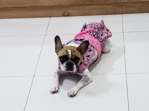 Foto de HosVet Pet - Hospital Veterinário ( Atendimento 24 horas ) em São Manuel, SP por Solutudo