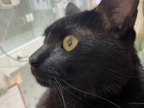 Foto de HosVet Pet - Hospital Veterinário ( Atendimento 24 horas ) em São Manuel, SP por Solutudo