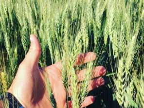 Foto de Agrimais Produtos Agrícolas em São Manuel, SP por Solutudo