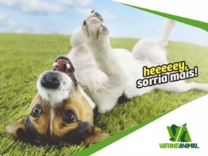 Foto de Vitrine Animal em Assis, SP por Solutudo