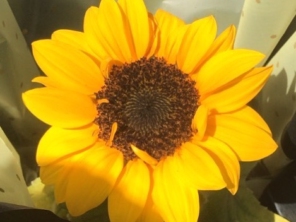 Foto de Iracema Flores em Lençóis Paulista, SP por Solutudo