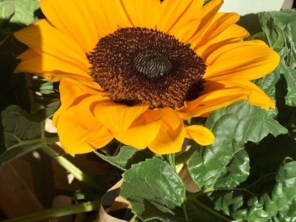 Foto de Iracema Flores em Lençóis Paulista, SP por Solutudo