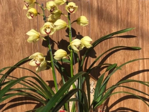 Foto de Iracema Flores em Lençóis Paulista, SP por Solutudo