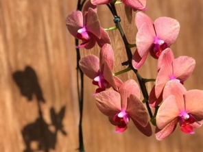 Foto de Iracema Flores em Lençóis Paulista, SP por Solutudo