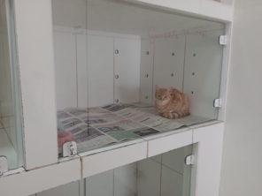 Foto de Clínica Veterinária Auqmia em Avaré, SP por Solutudo