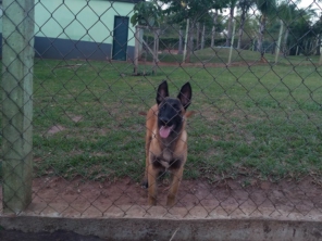 Foto de Canil e Hospedagem Cuesta Brasil em São Manuel, SP por Solutudo