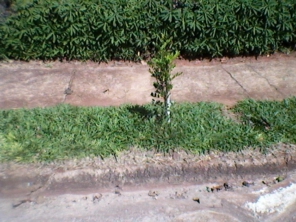 Foto de JC Jardinagem em Botucatu, SP por Solutudo