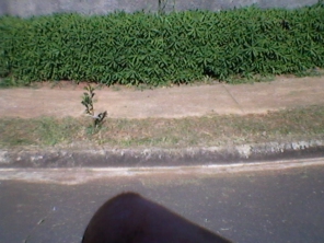 Foto de JC Jardinagem em Botucatu, SP por Solutudo