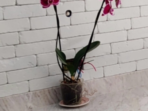 Foto de KonstruLaer Pedras Decorativas em Ourinhos, SP por Solutudo