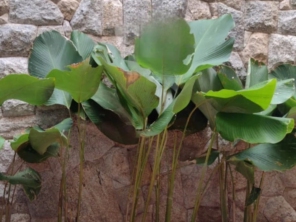Foto de KonstruLaer Pedras Decorativas em Ourinhos, SP por Solutudo