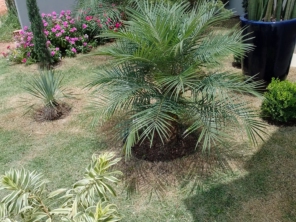 Foto de Jardinagem em Geral - Constantino Silva em Botucatu, SP por Solutudo