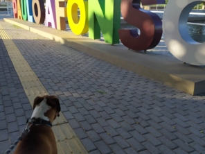Foto de Erich Adestrador em Paulo Afonso, BA por Solutudo