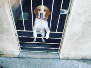 Foto de Erich Adestrador em Paulo Afonso, BA por Solutudo