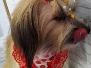 Foto de Tyn Tyn Laços Pet em Tatuí, SP por Solutudo