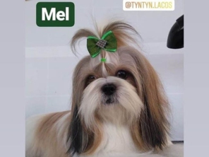 Foto de Tyn Tyn Laços Pet em Tatuí, SP por Solutudo