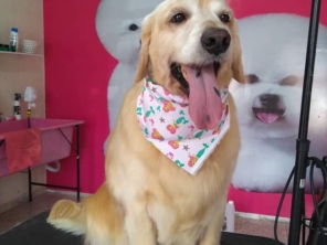 Foto de Tyn Tyn Laços Pet em Tatuí, SP por Solutudo