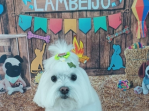 Foto de Clínica Veterinária SOS Animal em Boituva, SP por Solutudo