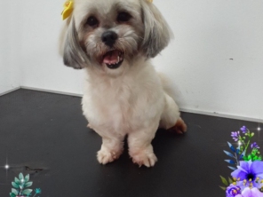 Foto de Clini & Cia Cão em Cerquilho, SP por Solutudo