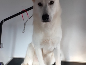 Foto de Clini & Cia Cão em Cerquilho, SP por Solutudo